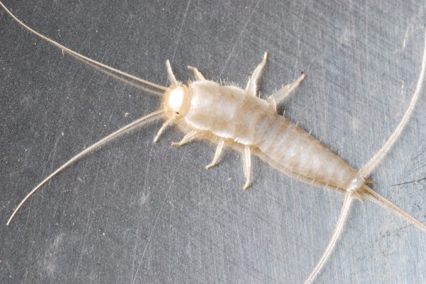 Silverfish Elimination
