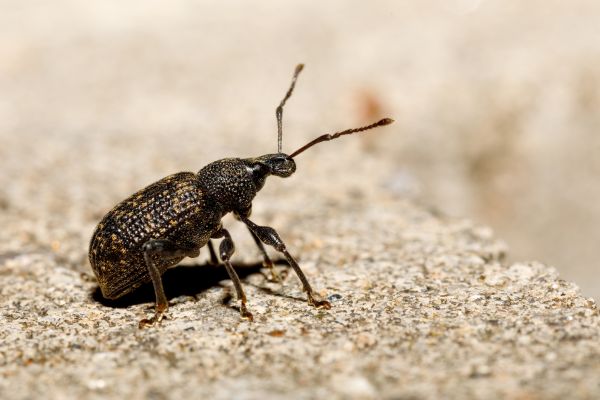 Weevil Pest Control
