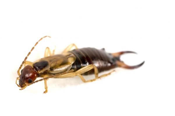 Earwig Removal