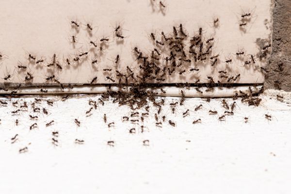 Ant Infestation Control