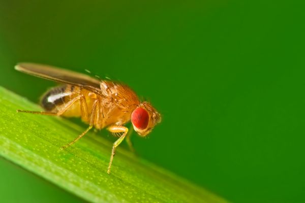 Fruit Fly Treatment