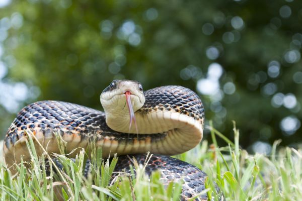 Snake Eradication