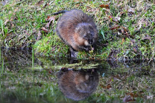 Muskrat Management
